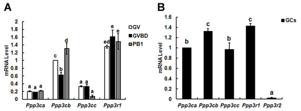 Relative mRNA expression of calcineurin isoforms in mouse oocytes (A) and granulosa cells (B).