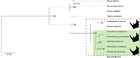 Middle Pleistocene protein sequences from the rhinoceros genus ...