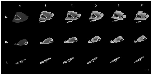  Transverse μCT images of a sparrowhawk (A. nisus) wing.