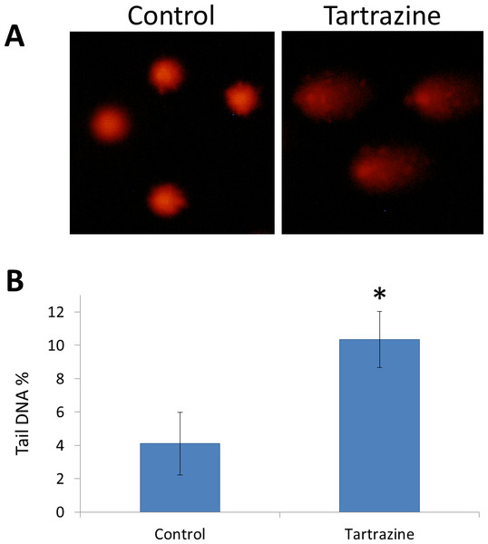 The genotoxic effect of tartrazine on leucocytes of rats.