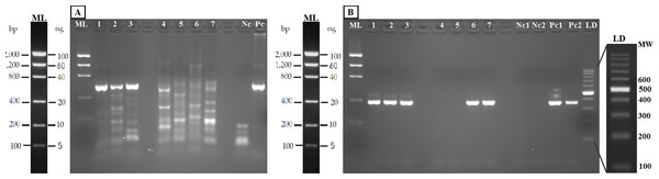 Agarose gels (2%) showing validation of the method with eDNA.