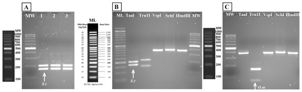 Agarose gels showing restriction fragments obtained after digestion of amplicons from water DNA samples (Fig. 4B).