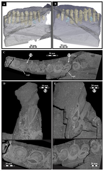 Lesothosaurus diagnosticus, BP/1/7853, left mandible microCT scan data showing dentition.