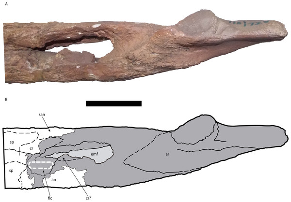 Posterior portion of the right mandible of Mourasuchus pattersoni sp. nov. (MCNC-PAL- 110-72V, holotype) in medial view (A) with schematic drawing (B).