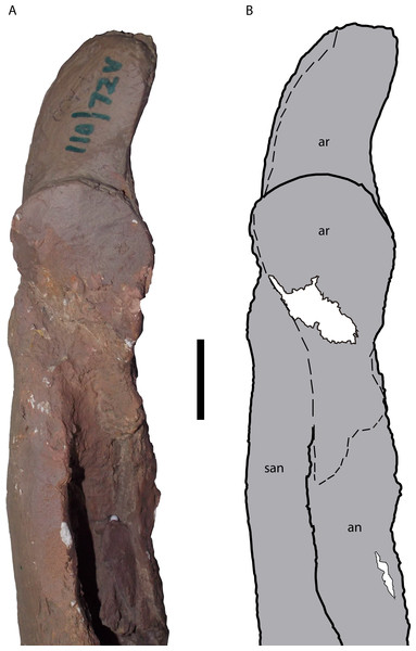Posterior portion of the right mandible of Mourasuchus pattersoni sp. nov. (MCNC-PAL-110-72V, holotype) in dorsal view (A) with schematic drawing (B).