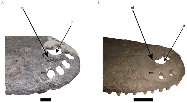 Comparison of the area of the external naris in Mourasuchus in right lateral view, showing the differences of the structures surrounding the incisive foramen.