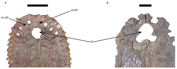 Premaxillae of Mourasuchus in ventral view, showing the differences in the shape of the margins of the incisive foramen.
