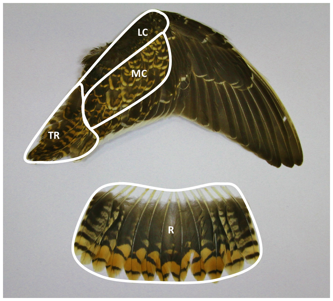 When moult overlaps migration: moult-related changes in plasma ...