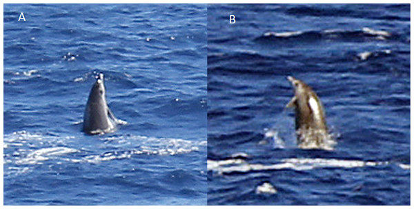 Probable Gervais’ beaked observed at the Canary Islands (report 9 in Table 1).