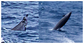 True’s beaked whale (Mesoplodon mirus) in Macaronesia [PeerJ]