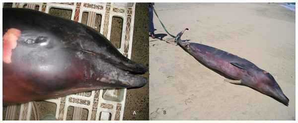 True’s beaked whale stranded at Fuerteventura (Canary Islands) in 2004 (report 3 in Table 1).