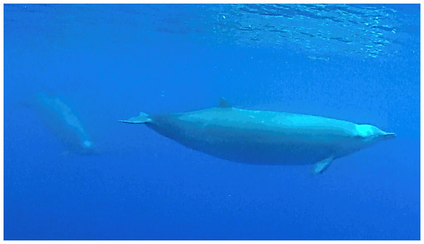 True’s beaked whale observed off Pico showing a pale blaze on the melon (report 8 in Table 1; Video S1).