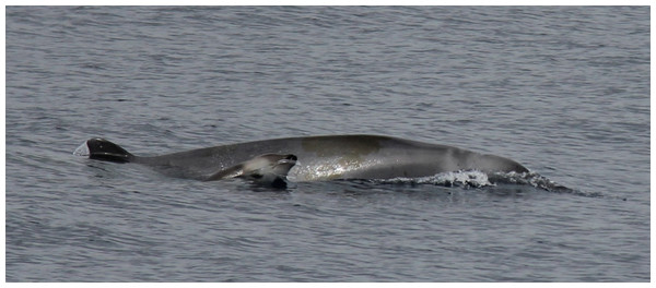 True’s whale with calf observed south of São Miguel, Azores (report 10 in Table 1).