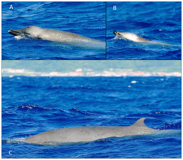 True’s beaked whale observed off Pico (report 12 in Table 1).