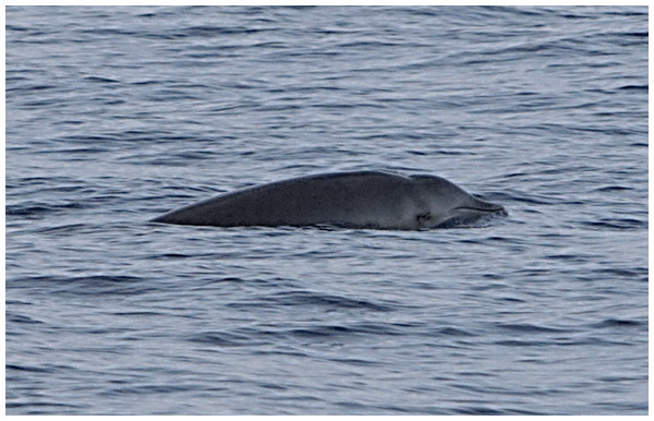 True’s beaked whale observed off Lanzarote (report 5 in Table 1).