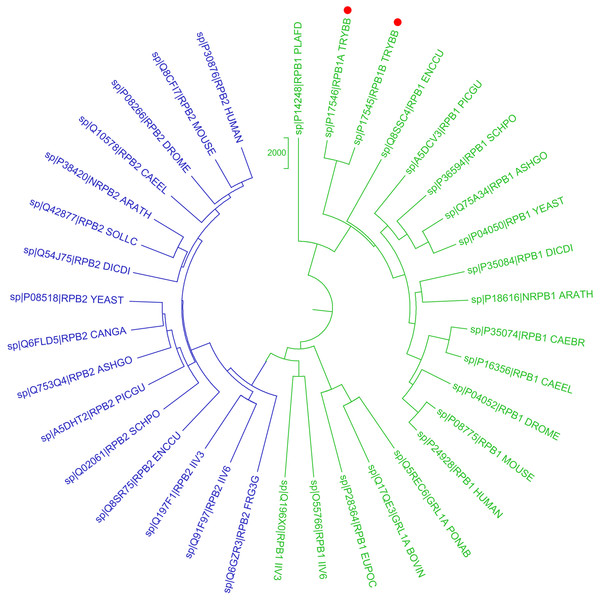 Phylogenetic reconstruction of Trypanosoma brucei brucei DdRpII RPB1 protein sequences.