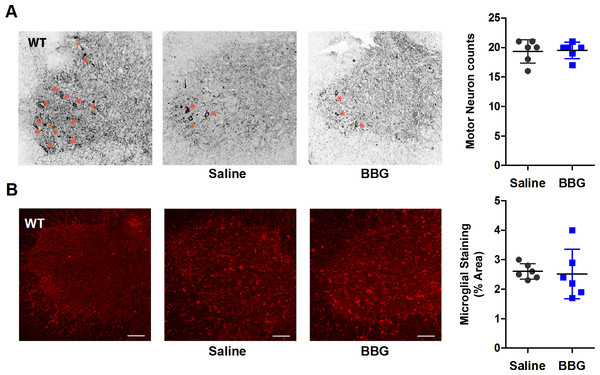 Brilliant Blue G (BBG) treatment does not reduce motor neuron loss or microgliosis in the anterior horn of SOD1G93A mice.