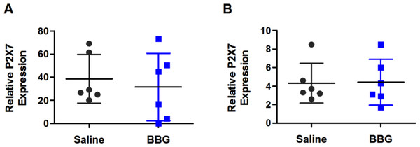 Brilliant Blue G (BBG) treatment does not affect P2X7 expression in the spleens or livers of SOD1G93A mice.