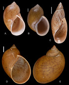 The Neotropical land snails (Mollusca, Gastropoda) collected by the ...