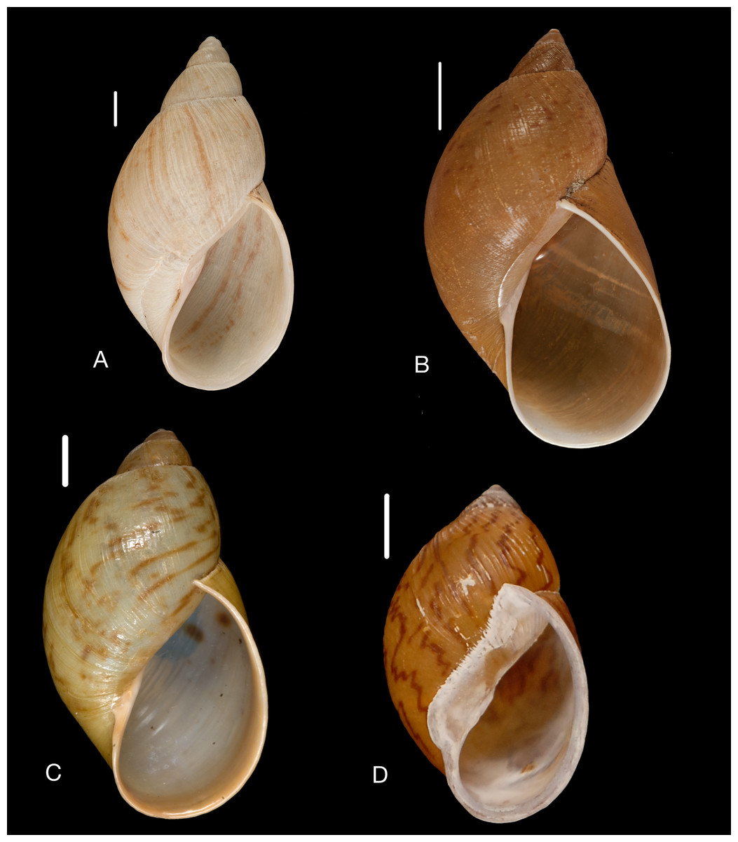 The Neotropical land snails (Mollusca, Gastropoda) collected by