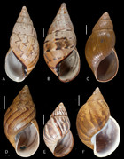 The Neotropical Land Snails (mollusca, Gastropoda) Collected By The 