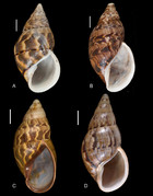 The Neotropical land snails (Mollusca, Gastropoda) collected by the ...