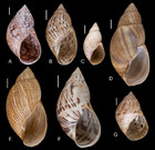 The Neotropical land snails (Mollusca, Gastropoda) collected by the ...