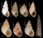 The Neotropical land snails (Mollusca, Gastropoda) collected by the ...