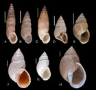 The Neotropical land snails (Mollusca, Gastropoda) collected by the ...