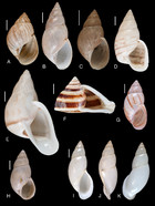 The Neotropical land snails (Mollusca, Gastropoda) collected by the ...