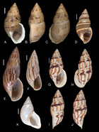 The Neotropical land snails (Mollusca, Gastropoda) collected by the ...