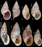 The Neotropical land snails (Mollusca, Gastropoda) collected by the ...