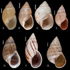 The Neotropical land snails (Mollusca, Gastropoda) collected by the ...