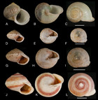 The Neotropical Land Snails (Mollusca, Gastropoda) Collected By The ...