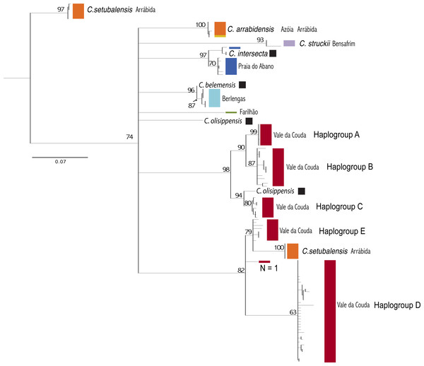 Phylogenetic relationships between Candidula individuals from Vale da Couda (in red) and other locations in Portugal.