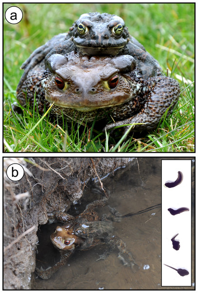 Interspecific hybridisation between the common toad (Bufo bufo) and the green toad (Bufotes balearicus) in the wild.