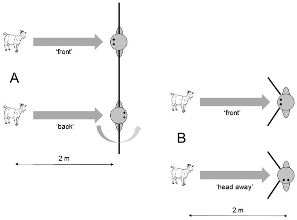 Setup of the approach task in (A) Experiment 1.1 and (B) Experiment 1.2.