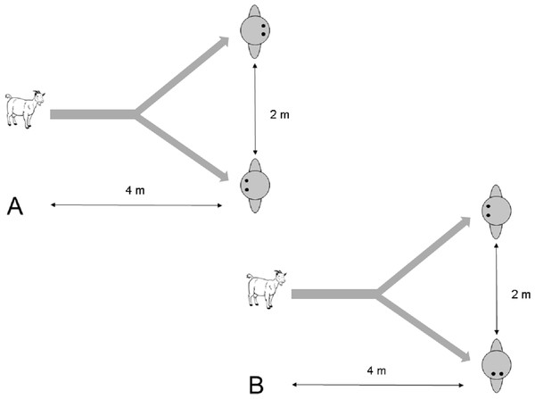 Setup of the choice task in (A) Experiment 2.1 and (B) Experiment 2.2.