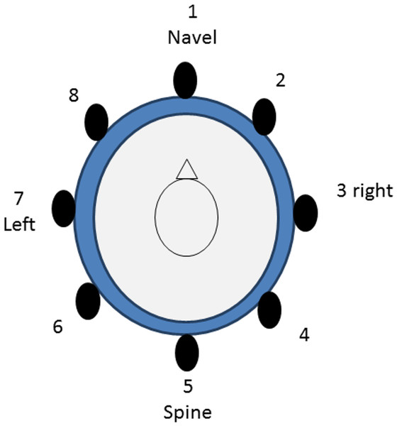 Position of the tactors (top view).