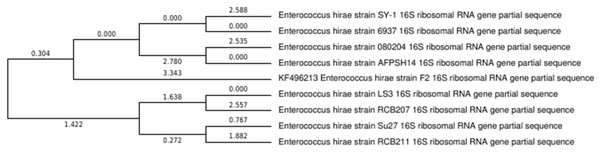 Phylogenetic tree showing relationship between E. hirae F2 and other Enterococcus hirae strains.