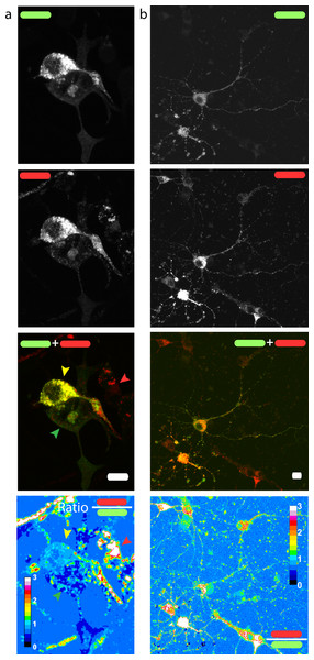Red/green fluorescence intensity ratio and intercellular variability of mChAPPmGFP processing.