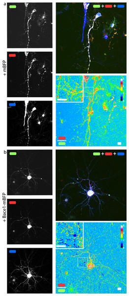 mChAPPmGFP is properly processed in neurons.