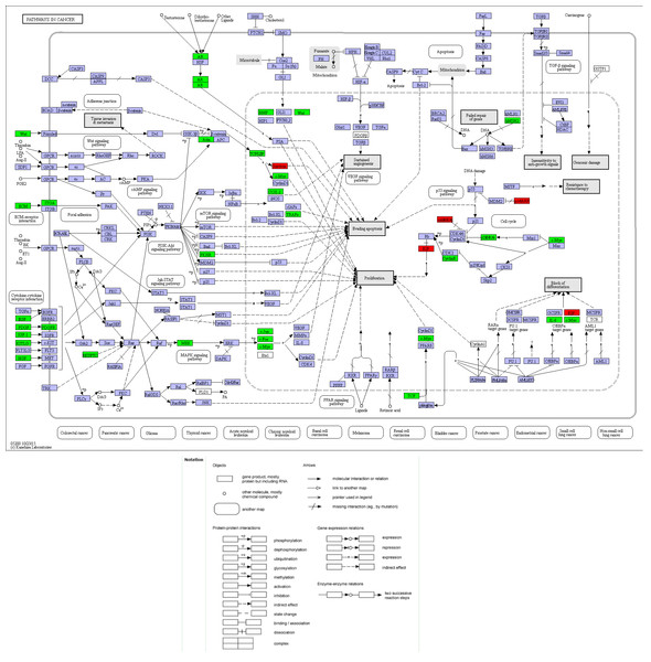 Location map of 30 genes from the current study in Pathways in Cancer.