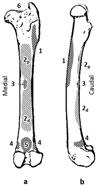 Quokka femur with muscle attachments. (A) caudal view. (B) medial view.