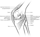 Evolution of the patellar sesamoid bone in mammals [PeerJ]