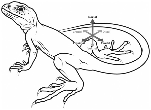 Generalized tetrapod with anatomical/developmental axes defined for the hindlimb: cranial/caudal (towards the head/tail, respectively), proximal/distal (toward/further from the trunk, respectively), dorsal/ventral (towards the back/belly, respectively).
