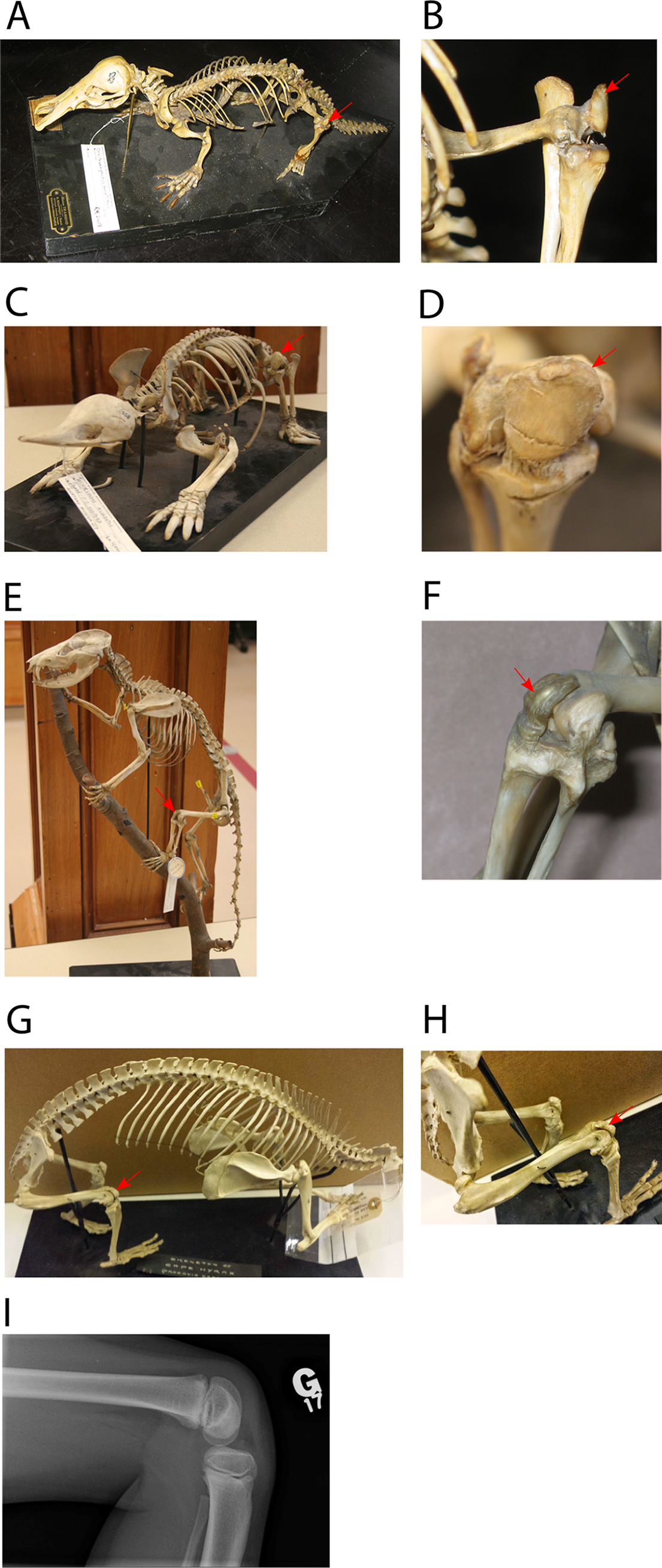 Evolution of the patellar sesamoid bone in mammals [PeerJ]