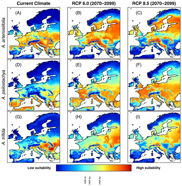 Habitat suitability of common ragweed (A. artemisiifolia) (A–C), perennial ragweed (A. psilostachya) (D–F) and giant ragweed (A. trifida) (G–I) in Europe under current climate conditions, and future climates (projections for years 2070–2099) assuming RCP 6.0 and RCP 8.5.
