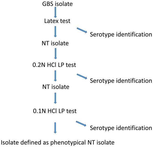 A description of the GBS phenotypical serotype identification procedure at Statens Serum Institut.
