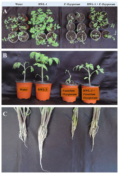 Pathogenic effect of F. oxysporum f. sp. lycopersici on tomato plant inoculated with RWL-1.
